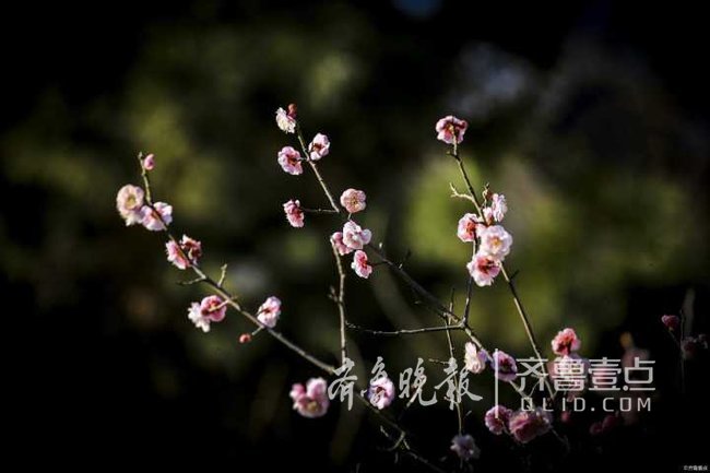 日照银河公园梅花绽放，摄影达人拍花忙