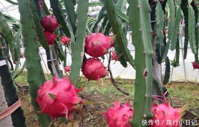 红心火龙果和白心火龙果,哪种最有营养?养生专