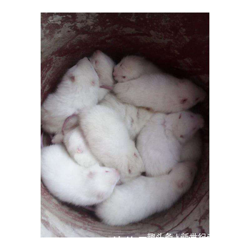 农村养殖竹鼠,关于养殖竹鼠过程中暑原因,出现