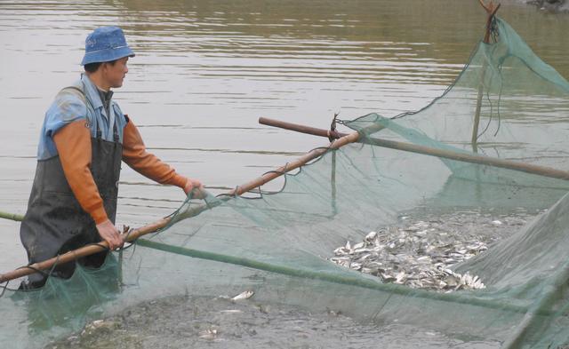 玻璃魚缸制作方法視頻教程尺寸（玻璃魚缸制作方法視頻教程尺寸圖）