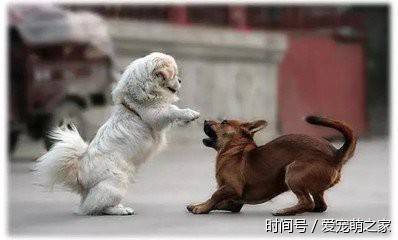 人和狗打架图片 t01b759eeca64aa5d3f.jpg?size=398x240