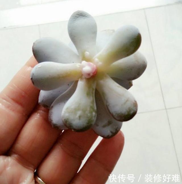 婆婆在多肉上涂上达克宁,没几天多肉竟大变样