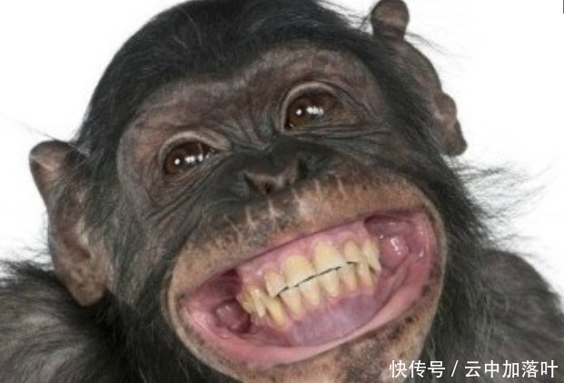 一组喜感大笑的动物图片,希望你们能够喜欢