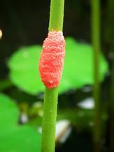 荷叶杆上的红色卵状颗粒是什么东东_360问答