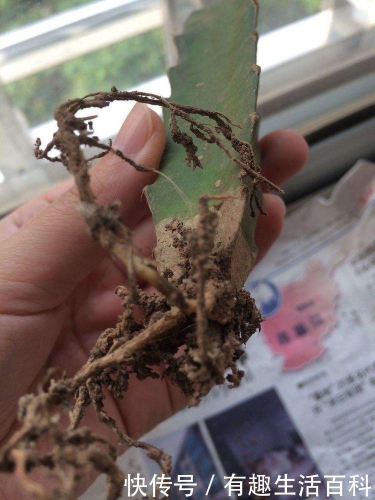 吃剩的火龙果千万别扔,种在花盆,像我这样种,2