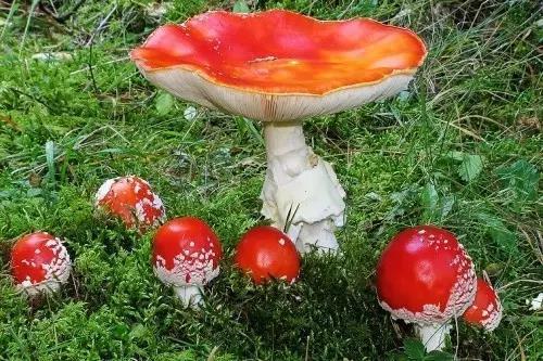 蘑菇要不要泡水 t01ba750f9151842f6c.jpg?size=500x333