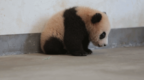 壁纸 大熊猫 动物 491_275 gif 动态图 动图