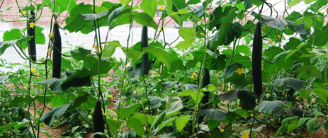 黄瓜落蔓时为什么要使龙头处在南低北高的一条