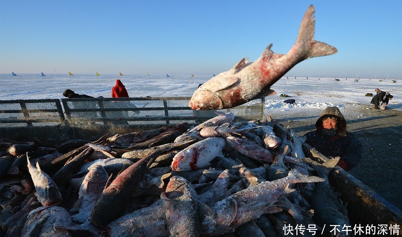 查干湖再现冬捕,年年一网十万斤,鱼吃的什么长