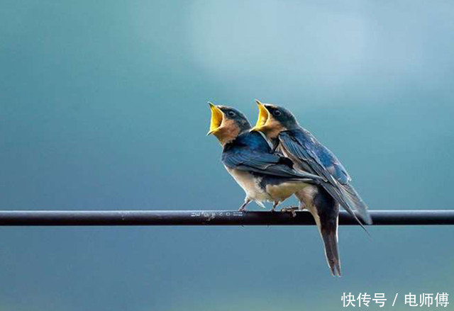 小鸟不怕高压电线之科学揭秘,这次涨知识了
