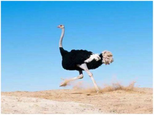 啥是人文主义 t01bcbcbca3d00c825e.jpg?size=500x376