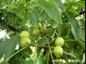 青皮核桃怎么泡酒,青皮核桃泡酒的功效与作用