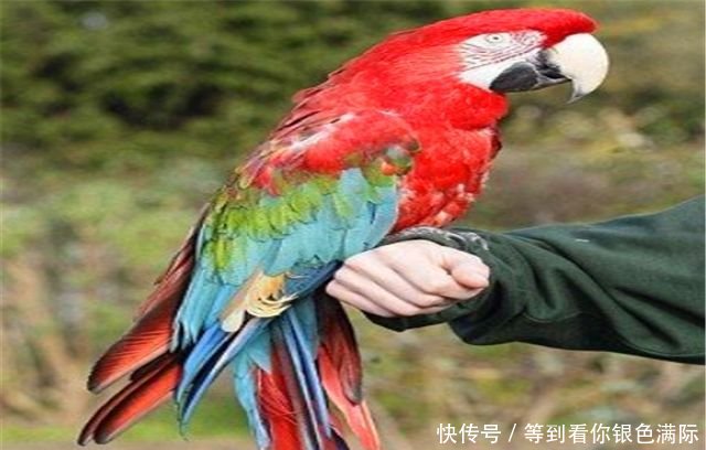 爱宠物之梦竹:萌宠之鹦鹉常用的药物简介,你知