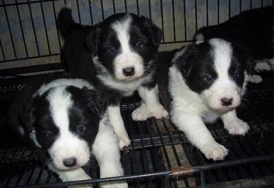 这三只边牧哪个好_360问答