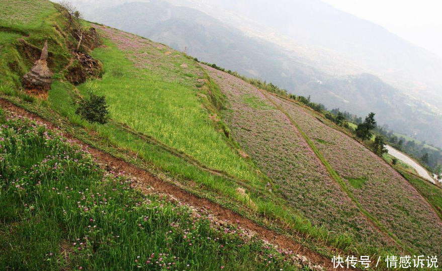 男子把“饺子”撒在地里，遭到村民指责，时隔一个月，村民愣住了