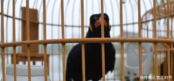 八哥鸟吃什么食物这些饲养方式你了解吗