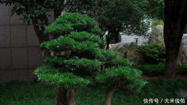 种棵罗汉松, 招财又长寿, 嫌太贵自己种, 一根枝