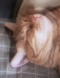 成把脚插进暖气片的胖橘猫,睡觉烫到脚抽搐!网