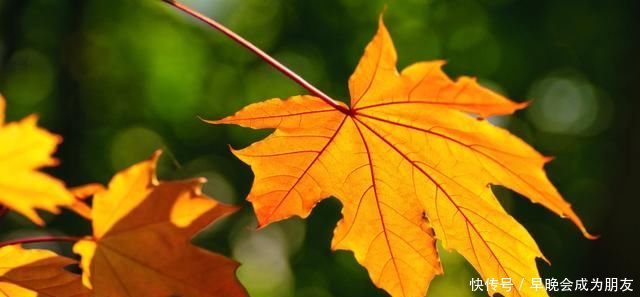 关于重阳节的小学生作文3篇_【快资讯】