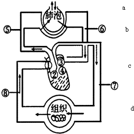 如图表示人体呼吸和血液循环示意图,请据图回答(1)图中a,b,c,d表示