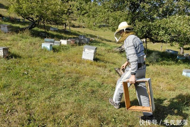 蜜蜂养殖技术|养蜂蜂群加脾及饲料