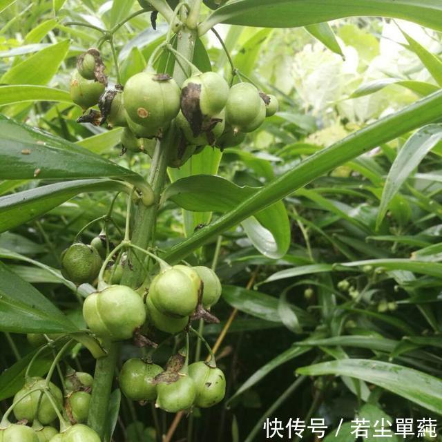 中药黄精现代植物志记载黄精属资源分布及变化