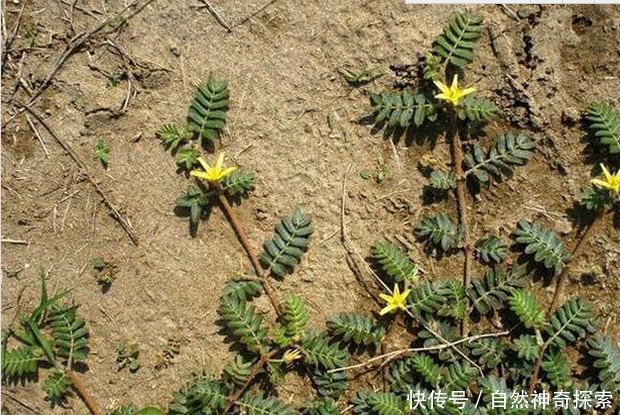 农村地里的一种常见“野草”，竟是神奇兴奋剂！