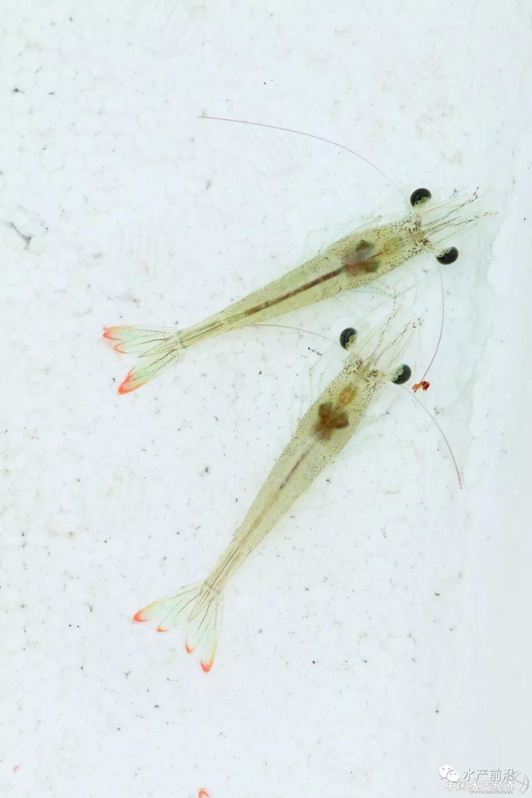 这种虾市价媲美白对虾,或成白虾的替代品种?