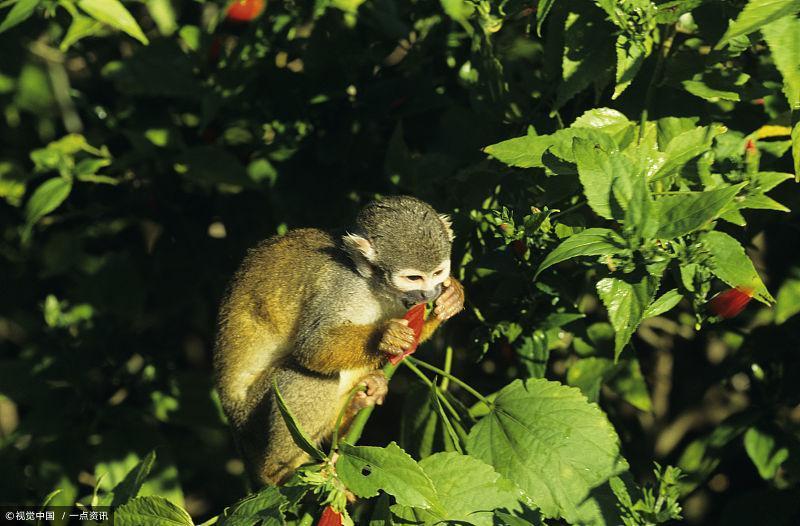 2018年你必须知道,属猴人的全年运程