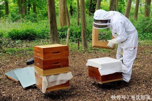 蜜蜂养殖技术|对实现规模化养蜂的八点建议