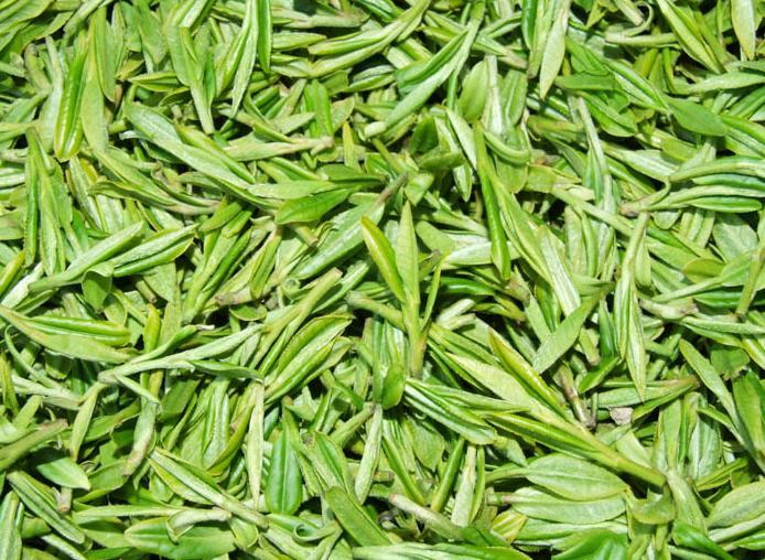绿茶!!我要问关于绿茶的问题!!