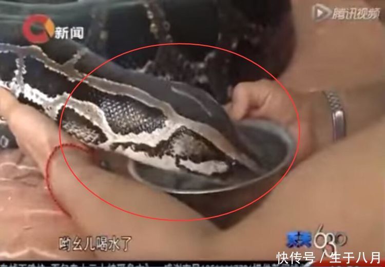一养就是九年,小蛇变百斤巨蟒,老夫妻两每天推
