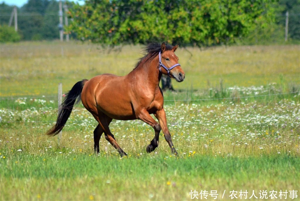 农村流传顺口溜“驴肉香，马肉臭，打死不吃骡子肉”，真是这样吗