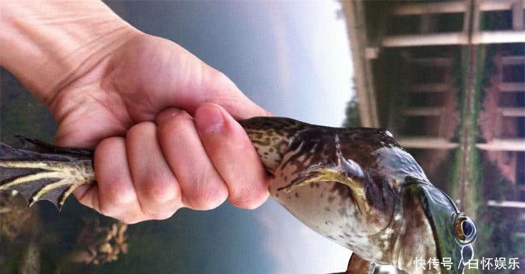 衡阳叫麻拐,在广东人的眼里是大补之物