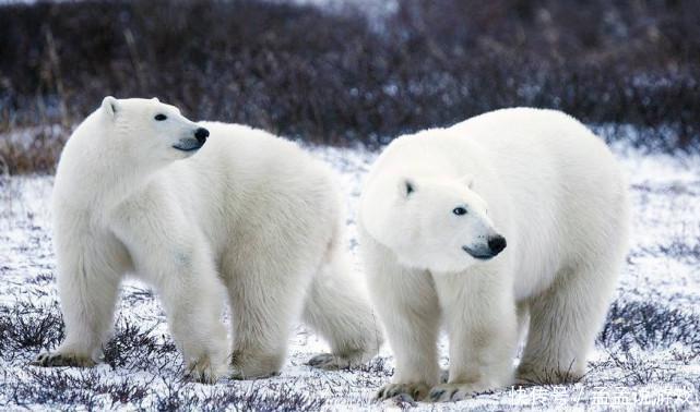 梦幻西游:六技白熊要逆天?玩家不懂瞎抢就算了，商人也出7000收