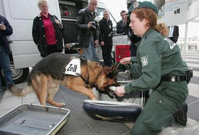 安检员带警犬巡查，狗狗箱子嗅来嗅去，打开箱子后愣住了！