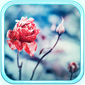 Pink Frozen Rose LWP