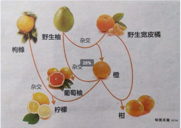 柚子,芦柑,橙子,橘子,金桔营养价值的区别?_36