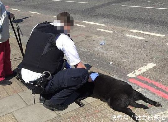 美女街头遛狗,却遭路人指手划脚,报警后悲剧发