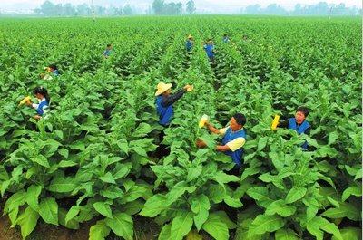 地方寄望提高烟叶税税率:两烟贡献近六成财政