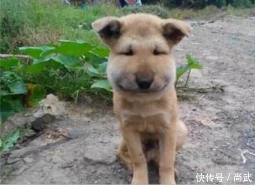 男子带小狗去摘马蜂窝,可接下来发生的事情,让