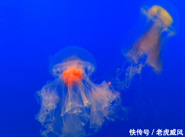 生物界寿命最长的动物,老乌龟仅排在第五