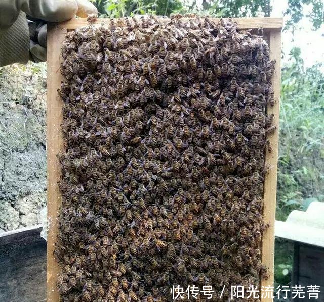 没有蜂种你知道该怎么养蜂吗