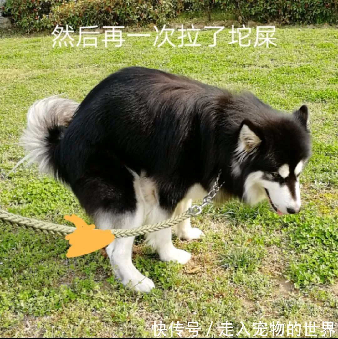 狗狗早晚都出门拉粑粑却被无良铲屎官偷拍,狗女生图片黑白格图片