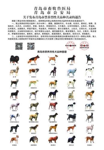 青岛每户居民限养1只犬 藏獒等烈性犬不得饲养-北京
