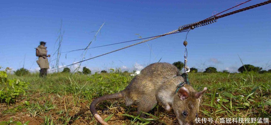 世界最大老鼠,每年拯救上千条人命,被誉为英雄