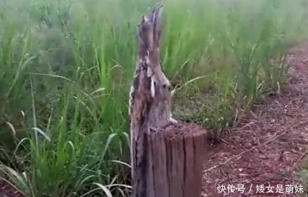 男子野外游玩发现一块奇怪的木头,刚一靠近,木头下了个蛋跑了