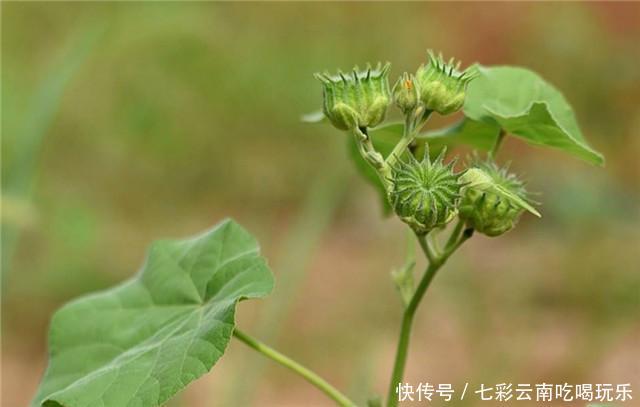 没吃过这个磨盘，别说你是农村娃，当零食编麻袋还能治中耳炎