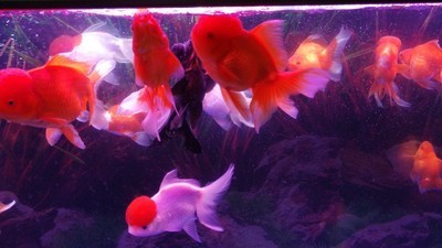 博罗县华云水族馆（博罗县华云水族馆电话）