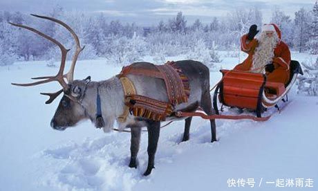 挪威突然下令大量射杀驯鹿竟在圣诞期间,其做
